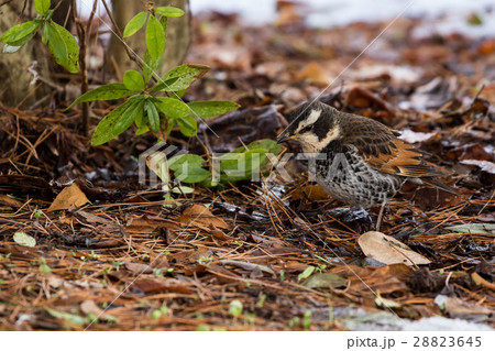 餌を探すツグミ 28823645