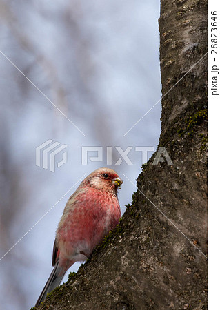 木に止まるベニマシコ 28823646