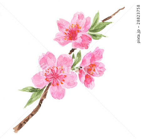 桃の花pix7のイラスト素材 2758