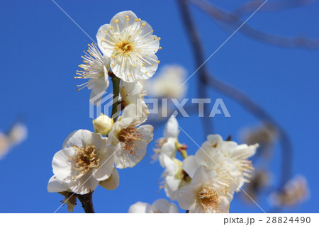 梅の花 梅の花 28824490