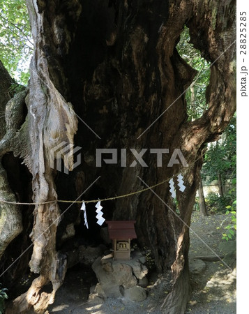 来宮神社　第二大楠 28825285