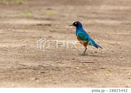 Colorful bird on safari in Kenya Colorful bird on safari in Kenya 28825442