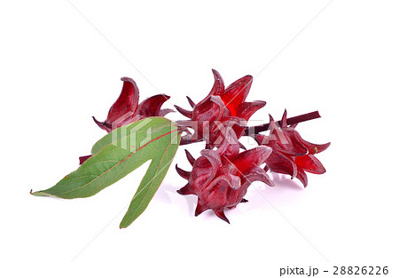 Hibiscus sabdariffa or roselle fruits Hibiscus sabdariffa or roselle fruits 28826226