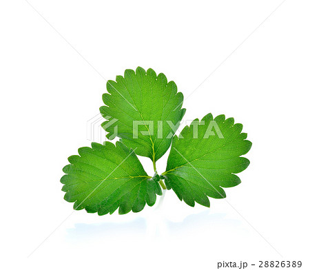 strawberry leaf isolated on the white background 28826389