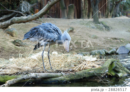 ハシビロコウ　神戸どうぶつ王国 28826517
