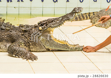 Thailand, zoo Show of crocodiles at Crocodile Farm 28826630