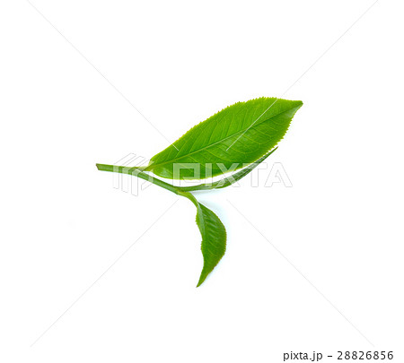 Fresh green tea leaf on white background Fresh green tea leaf on white background 28826856