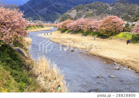 河津桜　河津川 28828800