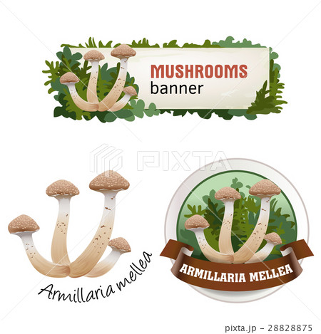 Set of mushroom vector banner, badge, sticker 28828875