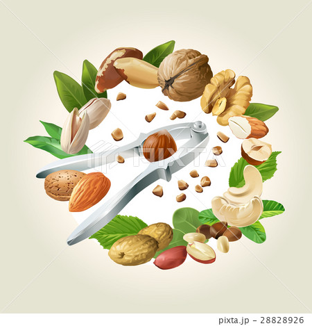 illustration of nutcracker and nuts illustration of nutcracker and nuts 28828926