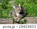 ひなたぼっこをする猫 ひなたぼっこをする猫 28829833