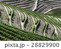 Vineyards in Douro Valley 28829900