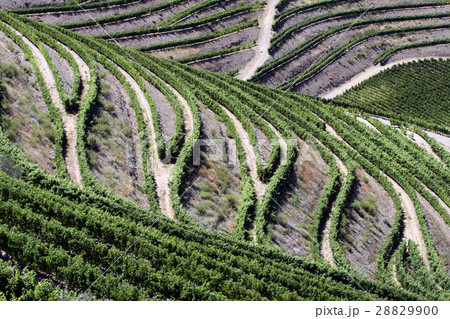 Vineyards in Douro Valley Vineyards in Douro Valley 28829900