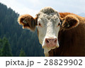 Cow portrait 28829902