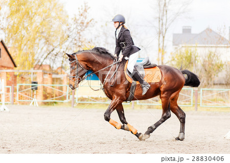 Young rider girl on horse trotting on show jumping 28830406