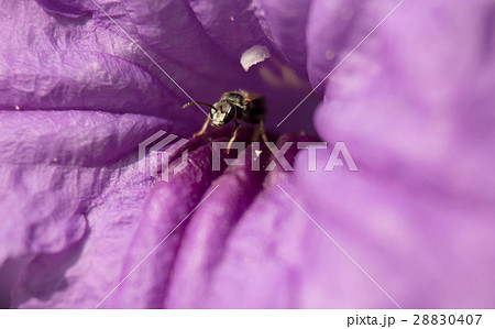 Close up inspect in the purple flower 28830407