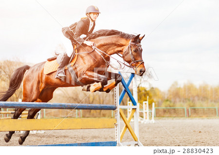 Young horseback rider jumping over hurdle on show Young horseback rider jumping over hurdle on show 28830423