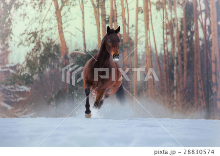 Bay horse runs on snow on forest background 28830574