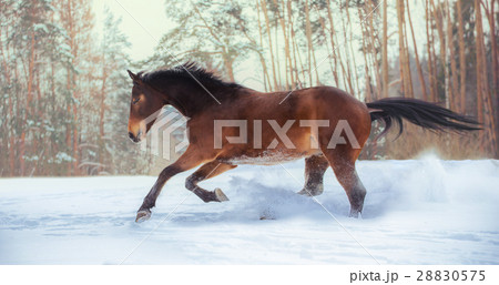 Bay horse runs on snow on forest background 28830575