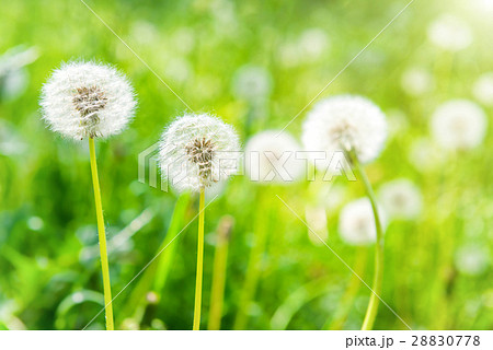 White dandelions on the green lawn 28830778