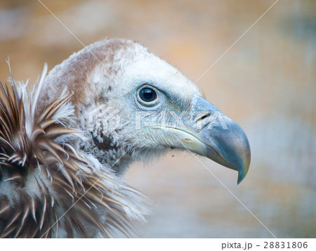 Himalayan griffon vulture, Gyps himalayensis Himalayan griffon vulture, Gyps himalayensis 28831806