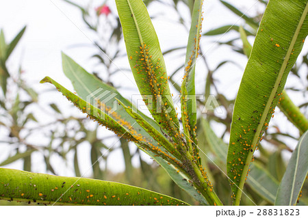 Oleander leaves densely covered with scale insects Oleander leaves densely covered with scale insects 28831823