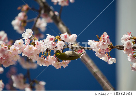 満開の桜の蜜を吸うメジロ 満開の桜の蜜を吸うメジロ 28832933