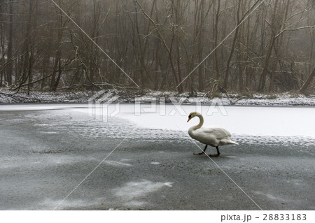 Winter Land Snow white swan Bird walk ice lake 22 28833183