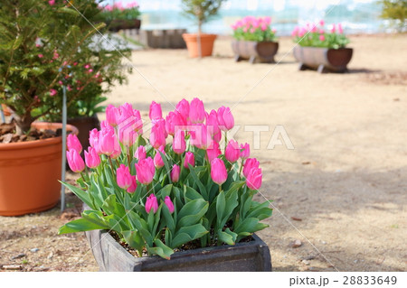 チューリップの花 チューリップの花 28833649