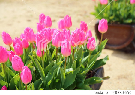 チューリップの花 チューリップの花 28833650