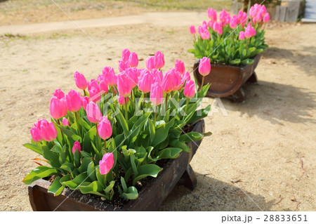 チューリップの花 チューリップの花 28833651