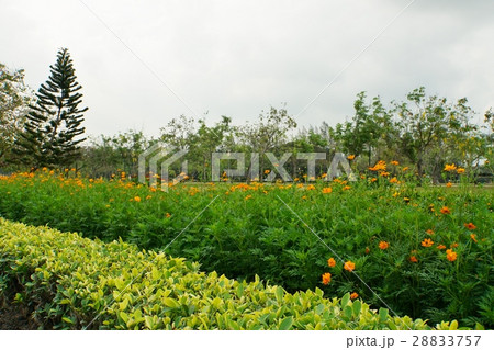 タイ王国、ラマ9世公園 28833757
