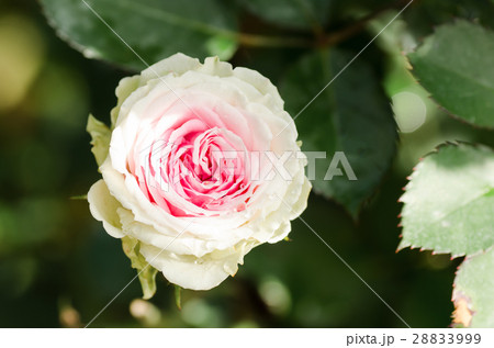 Beautiful rose flower 28833999