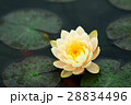 睡蓮 スイレン 水連 28834496