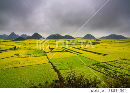Canola field, rapeseed flower field with the mist Canola field, rapeseed flower field with the mist 28834564