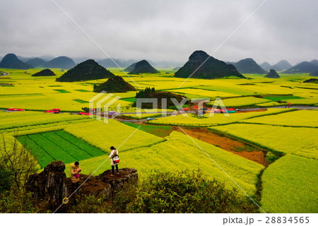 Canola field, rapeseed flower field with the mist  28834565