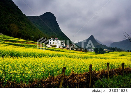 Canola field, rapeseed flower field with the mist Canola field, rapeseed flower field with the mist 28834628