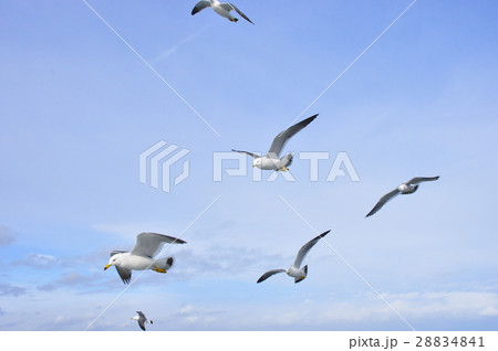 青空をはばたくユリカモメ 28834841