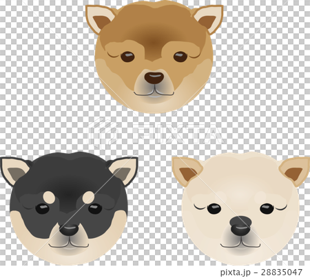 柴犬 柴犬 28835047