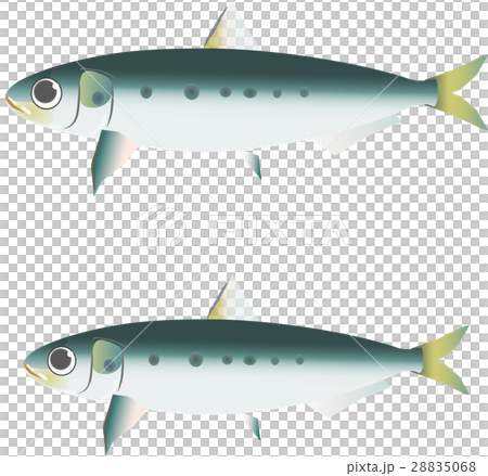 沙丁魚 28835068