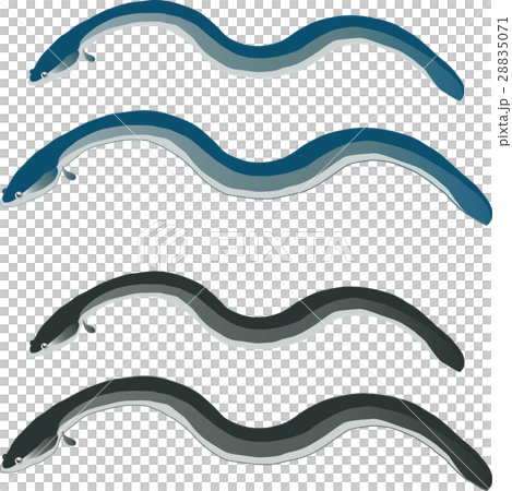 eel eel 28835071