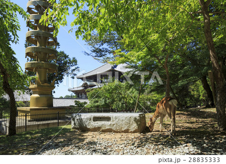 奈良県・東大寺風景 奈良県・東大寺風景 28835333