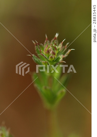 自然 植物 ヤエムグラ、前年の秋に芽吹いているそうですが春先に急に目立つようになります 自然 植物 ヤエムグラ、前年の秋に芽吹いているそうですが春先に急に目立つようになります 28835445