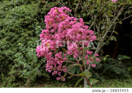 百日紅・猿滑り(ヒャクジツコウ・サルスベリ)の花枝の資料 百日紅・猿滑り(ヒャクジツコウ・サルスベリ)の花枝の資料 28835455