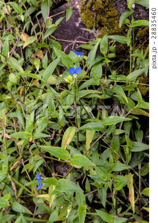 露草・帽子花(ツユクサ・ボウシバナ)の株の資料 露草・帽子花(ツユクサ・ボウシバナ)の株の資料 28835460
