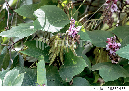 葛・裏見草(クズ・ウラミグサ)の節果の資料 葛・裏見草(クズ・ウラミグサ)の節果の資料 28835483