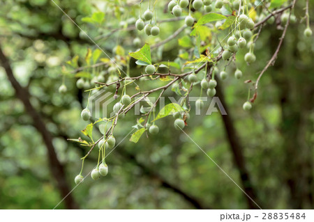 蘞の木・萵苣の木(エゴノキ・チシャノキ)の未熟な果実の資料 蘞の木・萵苣の木(エゴノキ・チシャノキ)の未熟な果実の資料 28835484