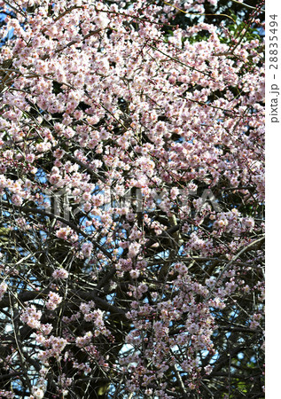 枝垂れ梅 28835494