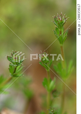 自然 植物 ヤエムグラ トゲトゲの茎で地面を覆う厄介な雑草ですが春はおしゃれな姿ですの写真素材