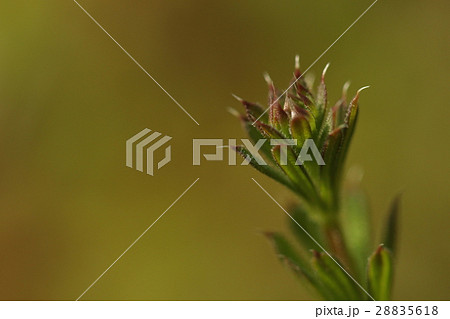 自然　植物　ヤエムグラ、赤みを帯びた若葉は初夏に咲く白い小さな花より目立ちます 28835618